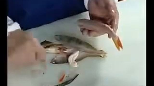 Как приготовить консервы из омуля? смотреть онлайн