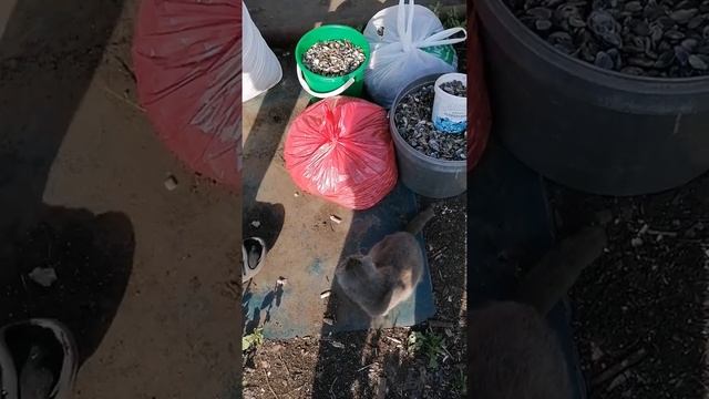Собираем ракушки на реке Зай . смотреть онлайн