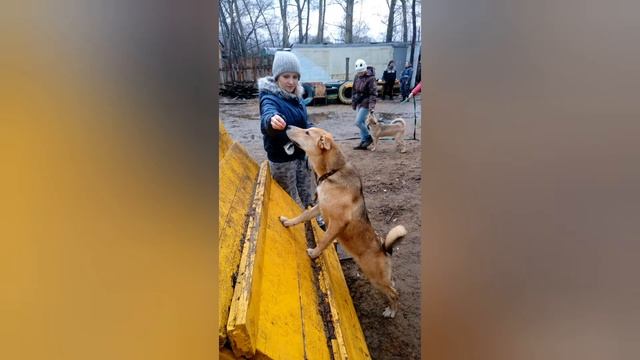 Зооволонтёрство. Знакомство со щенками. Приют Вита г. Ярославль. смотреть онлайн