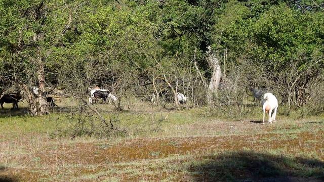 Звуки козы и козла в деревни/ Звук козы или как говорит коза смотреть онлайн