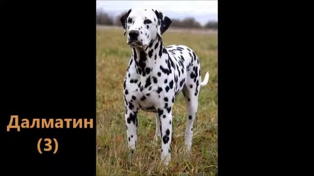 Топ 7 самых красивых пород собак. смотреть онлайн
