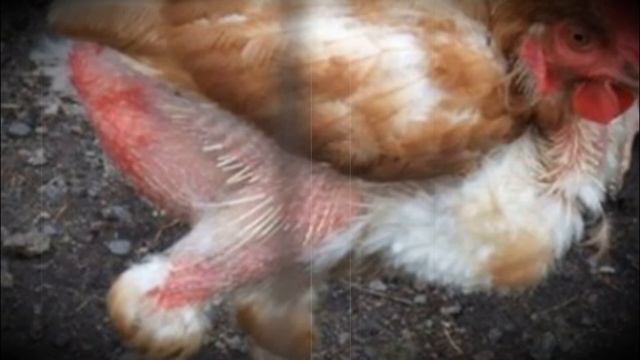 Почему куры клюют друг друга до крови проблемы и способы их решения