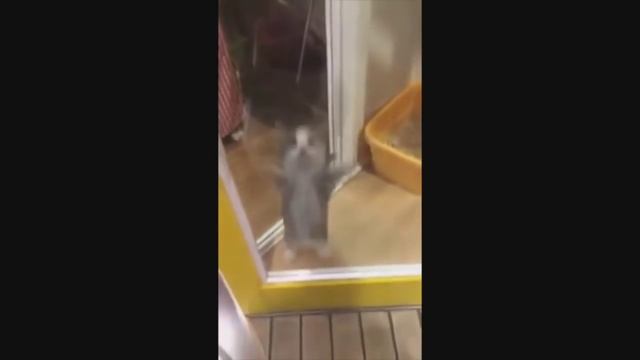 Dancing cats - Танцующие коты смотреть онлайн