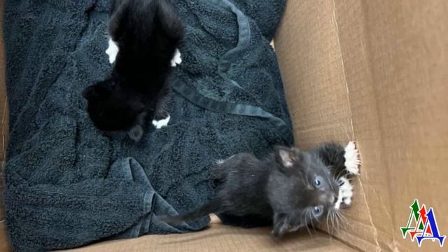 Голодные малыши громко плакали и звали на помощь, но никто их не слышал, ведь они застряли в… смотреть онлайн