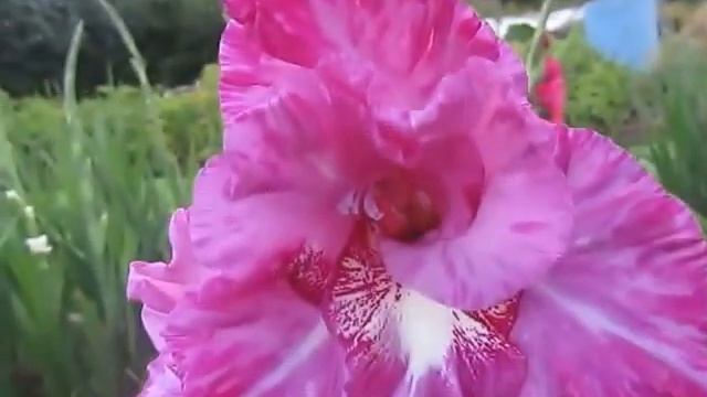 гладиолусы 2014 от сайта http://korolgladiolus.ucoz.ru/ смотреть онлайн