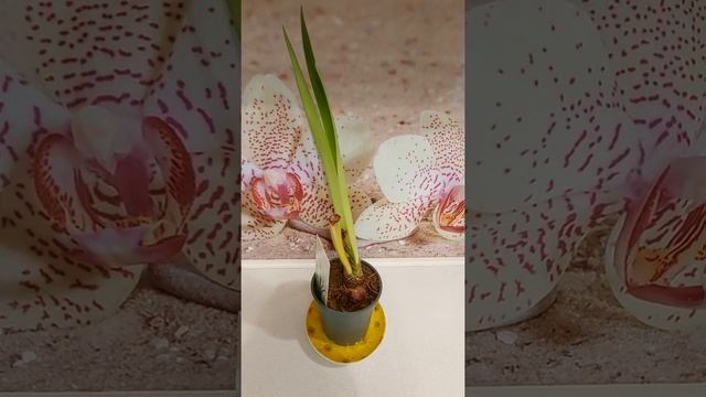 ? Не удержалась ? Новая покупка ? Гиппеаструм ? Белый Гиппеаструм ? В коллекции Гиппеаструмов прибы смотреть онлайн