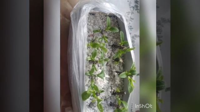 Гортензии от садового центра Веры Глуховой.Литтл Блоссом.Лесина Дача.