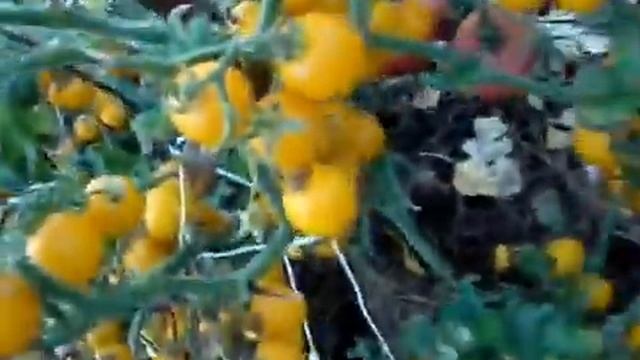 Томаты Владимира Aндерсона 24 сентября смотреть онлайн