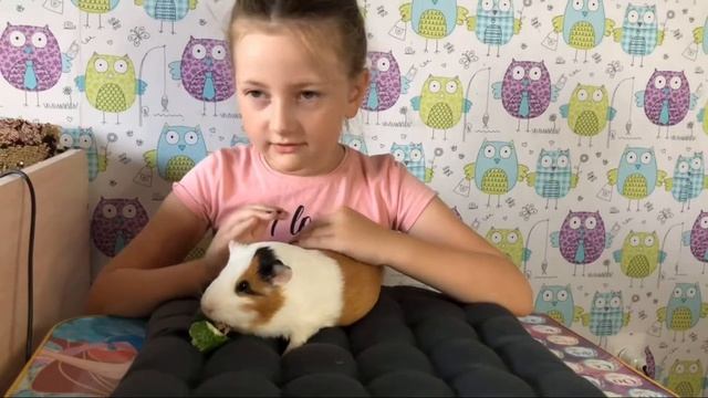 Мой домашний питомец смотреть онлайн