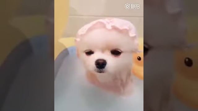 Самая модная собачка смотреть онлайн