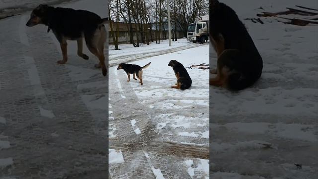 Мальчику прокусили голову😢, лечим! 🆘Их всех выгнали совсем на улицу!🥶 смотреть онлайн