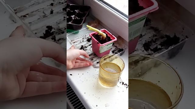 Сегодня я вам расскажу как посадить репчатый лук ( это очень легкое🌱🌱🌱 и увлекательное хобби) смотреть онлайн