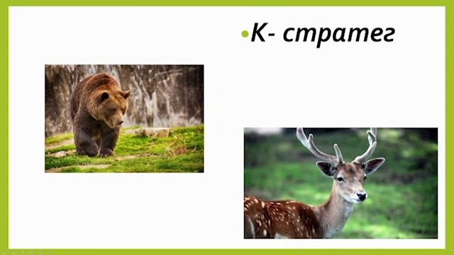 Динамика популяции, её типы и регуляция.Жизненные стратегии. смотреть онлайн