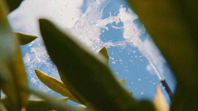 Питомник декоративных растений для вашего участка - Дендропарк | www.dendro-park.ru смотреть онлайн
