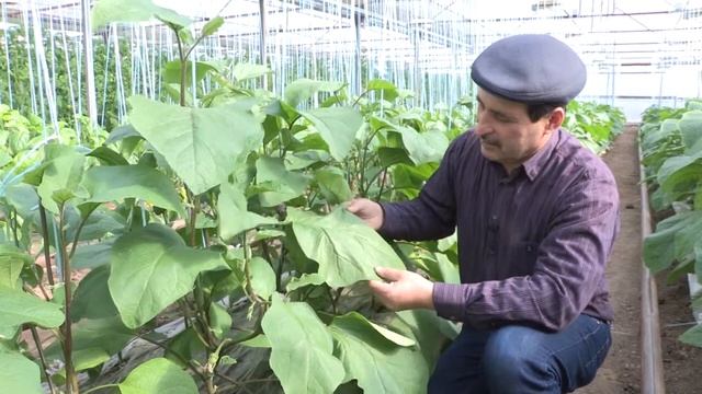 Баклажан ФАБИНА 19 - 02 - 2018 смотреть онлайн