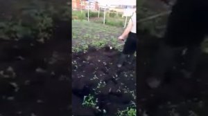 Насадка пропольник на триммер