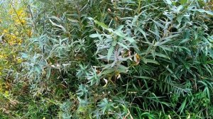 jackall magallon 113sp ВОБЛЕР ДЛЯ ЩУКИ ОСЕНЬЮ №1