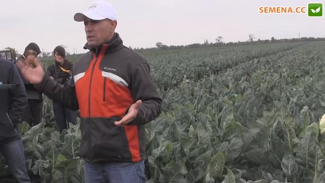 Гохан F1 капуста (syngenta) День поля 13.10.2016 смотреть онлайн