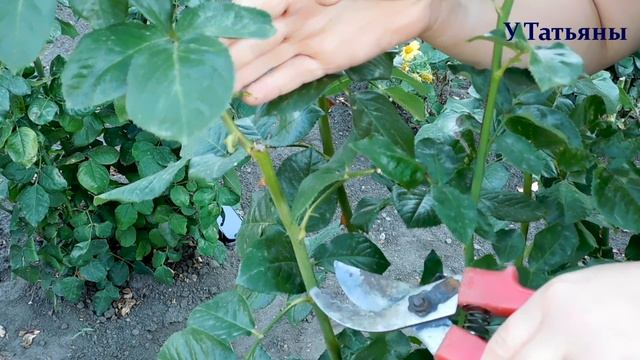 СЕКРЕТЫ РОЗ. Как получить непрерывное цветение роз до НОЯБРЯ месяца! Как правильно обрезать розу. смотреть онлайн