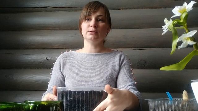 Посев зелени на рассаду. Советы по выращиванию смотреть онлайн