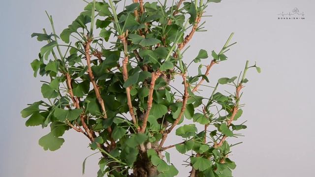 Ginkgo Bonsai ( いちょう Icho)  Defoliation | Бонсай из Гинкго. Обрезка и дефолиация.