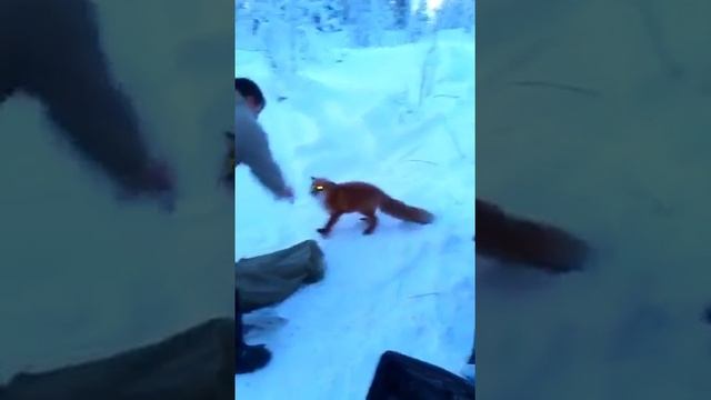 Лиса ворует рыбу! смотреть онлайн