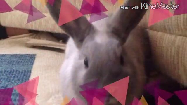 Мой кролик масяня смотреть онлайн