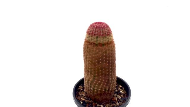 Echinocereus Rigidissimus - Rainbow cactus (Cactus and Succulents) смотреть онлайн