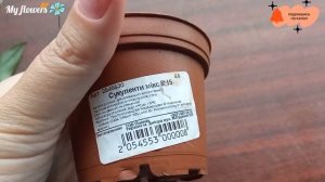 Пересадка детки Гузмании.Часть 2