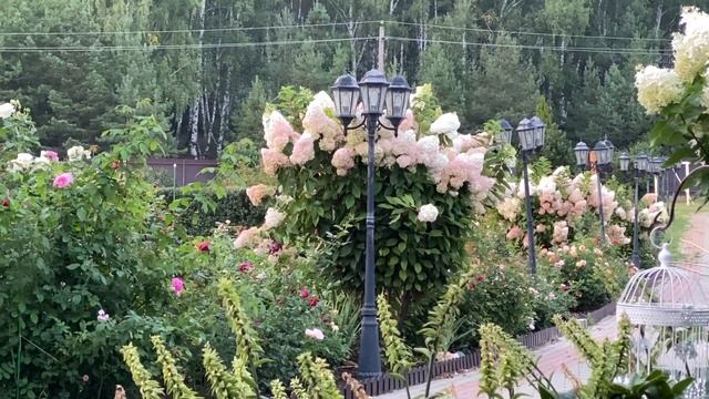 Как вырастить шикарную гортензию метельчатую ??? Отвечу на все Ваши вопросы??? смотреть онлайн