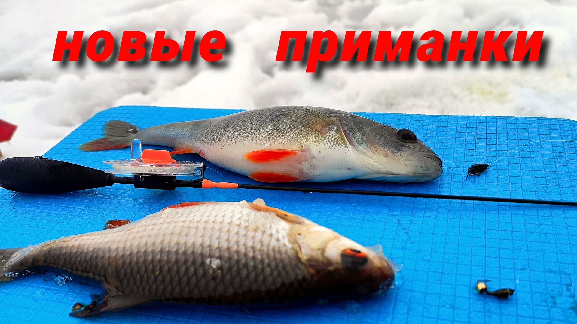 ЭТИ ПРИМАНКИ РЕАЛЬНО ЛОВЯТ. ПЛОТВА на НИМФОШАРИК. ОКУНЬ на МУХОМОРМЫША. Рыбалка на Рузе. смотреть онлайн