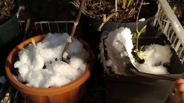 ГОРТЕНЗИЯ КРУПНОЛИСТНАЯ НА 4 ЯНВАРЯ. смотреть онлайн