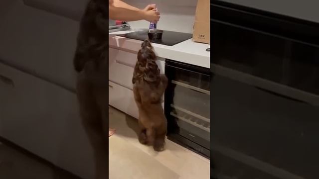 Танцующая собака. смотреть онлайн