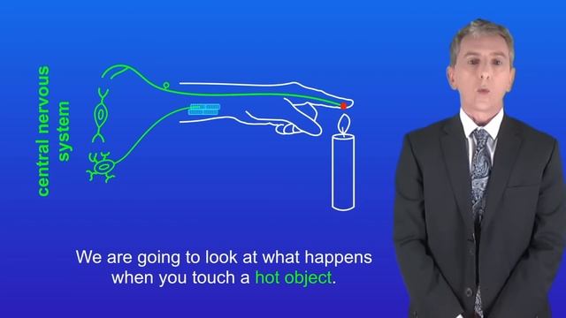 GCSE Biology Revision "The Nervous System" смотреть онлайн