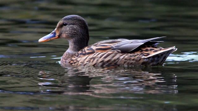 Canon EOS 5D Mark II HD Video. IN THE PARK 2 смотреть онлайн