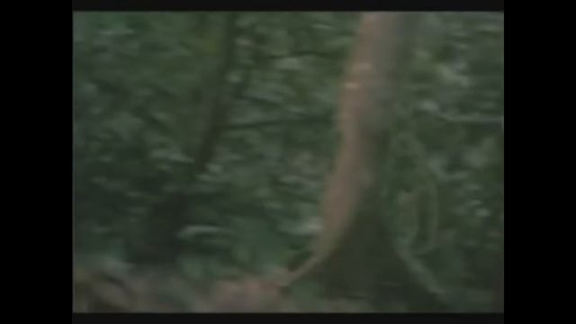Alien Vs Predator - Your team is done смотреть онлайн