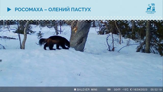 Кочеткова Татьяна: Познавательный туризм, Край диких оленей и прекрасных озер Мончетундры смотреть онлайн