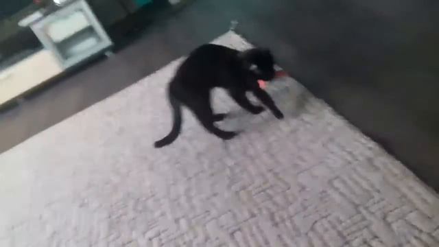 Барсик и губка смотреть онлайн