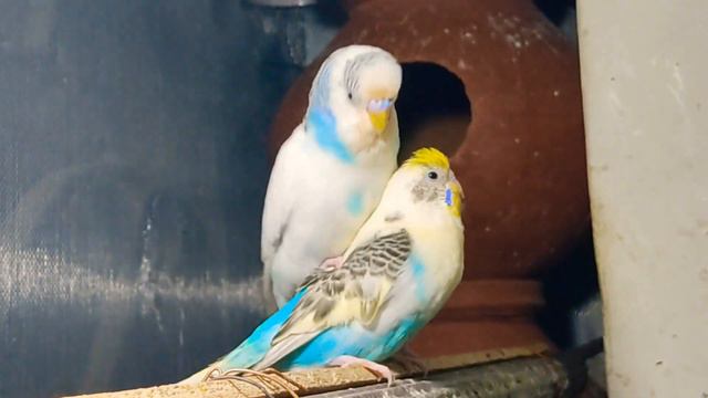 Budgies Mating call / Love Birds Mating video смотреть онлайн