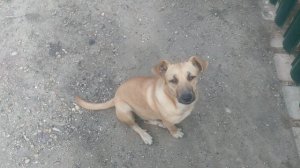 собачка . The doggie