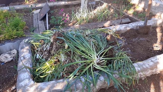 все нарциссы выкопаны! смотреть онлайн