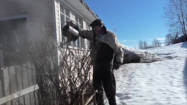 Обливаем кусты смородины и крыжовника горячей водой. Профилактика и защита от болезней и вредителе смотреть онлайн