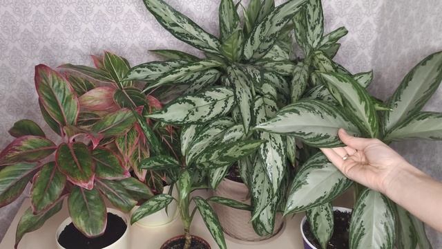 Аглаонема. Моя небольшая коллекция любимых Аглаонем. Правильный уход, пересадка.
