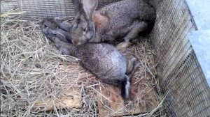 Случка кроликов || Зажиревшая крольчиха.