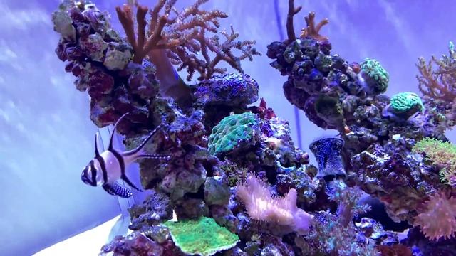 A Day with an Aquarium Designer - Amin Aquatics смотреть онлайн