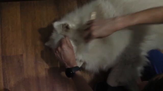 Как расчесать колтуны у собаки? Колтуны у самоеда смотреть онлайн