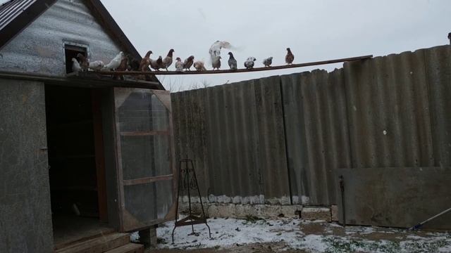 Мои мраморные бакинские голуби. Вечернее кормление / My marble Baku pigeons. evening feeding смотреть онлайн