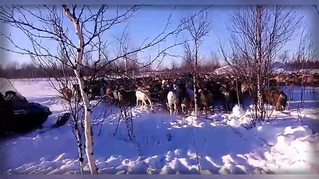 Оленеводы / перегон оленей / лесотундра / ЯНАО / Ямал (4) смотреть онлайн