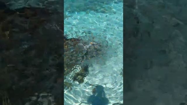 Бодрум 2017 пираньи смотреть онлайн