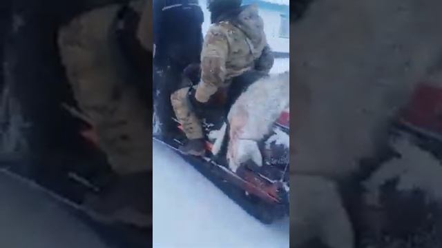 Охота на волков, Казахстан смотреть онлайн